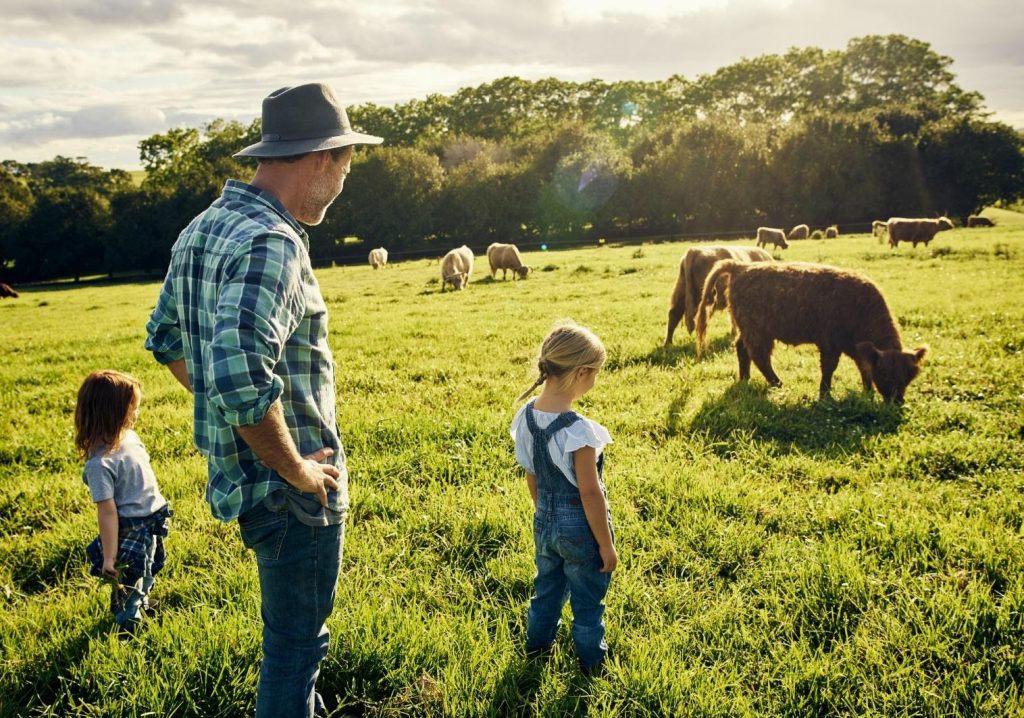 cows in a field where a man and his two young kids observe