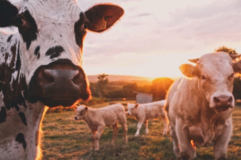 a field of cows