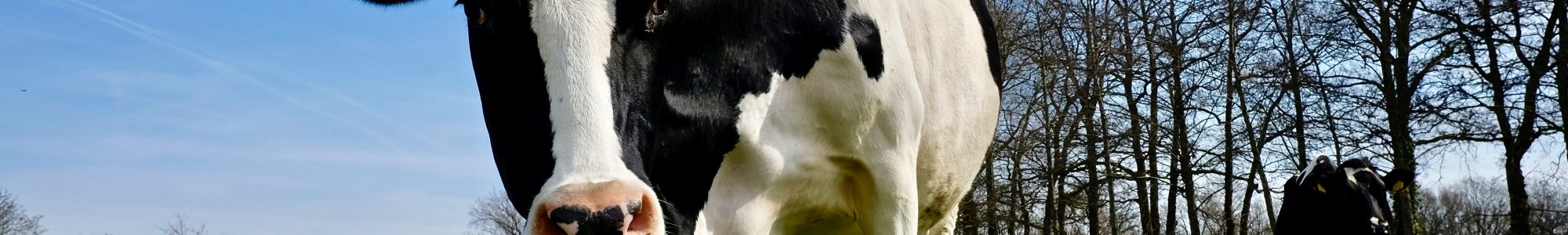 Two black and white cows in a field with one of them looking directly into the camera.