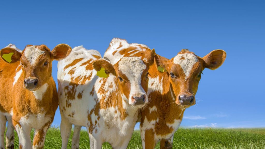 Three brown and white cows standing in a row.