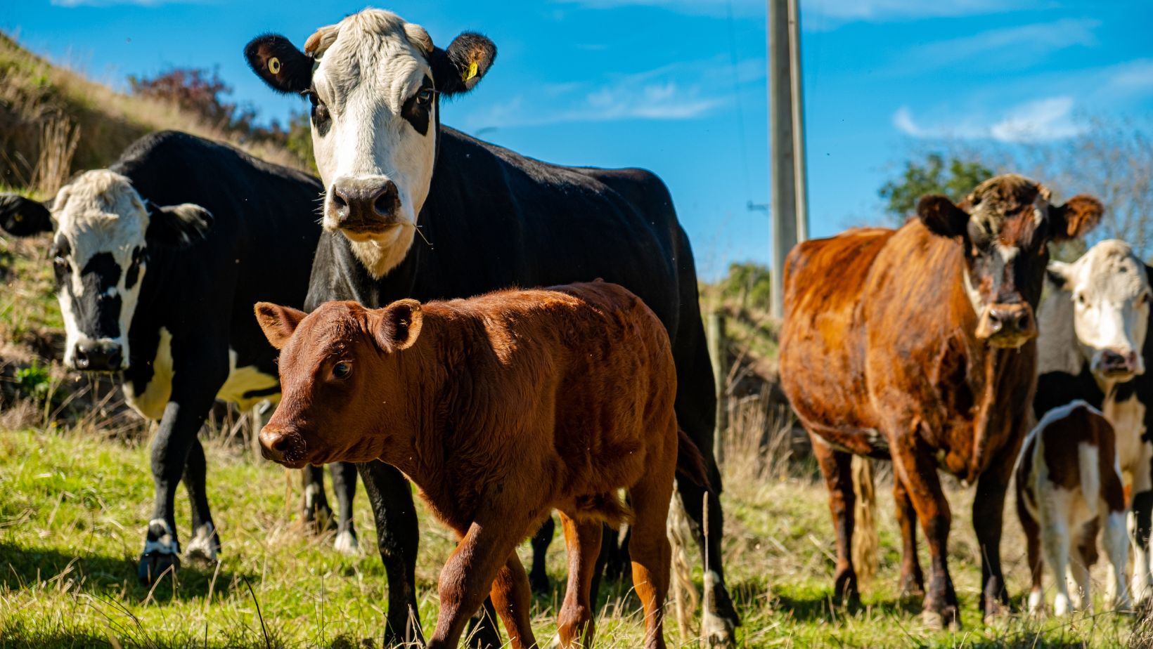 Invest in Modern Livestock Waterers for a Healthy and Happy Farm SPI Plastics