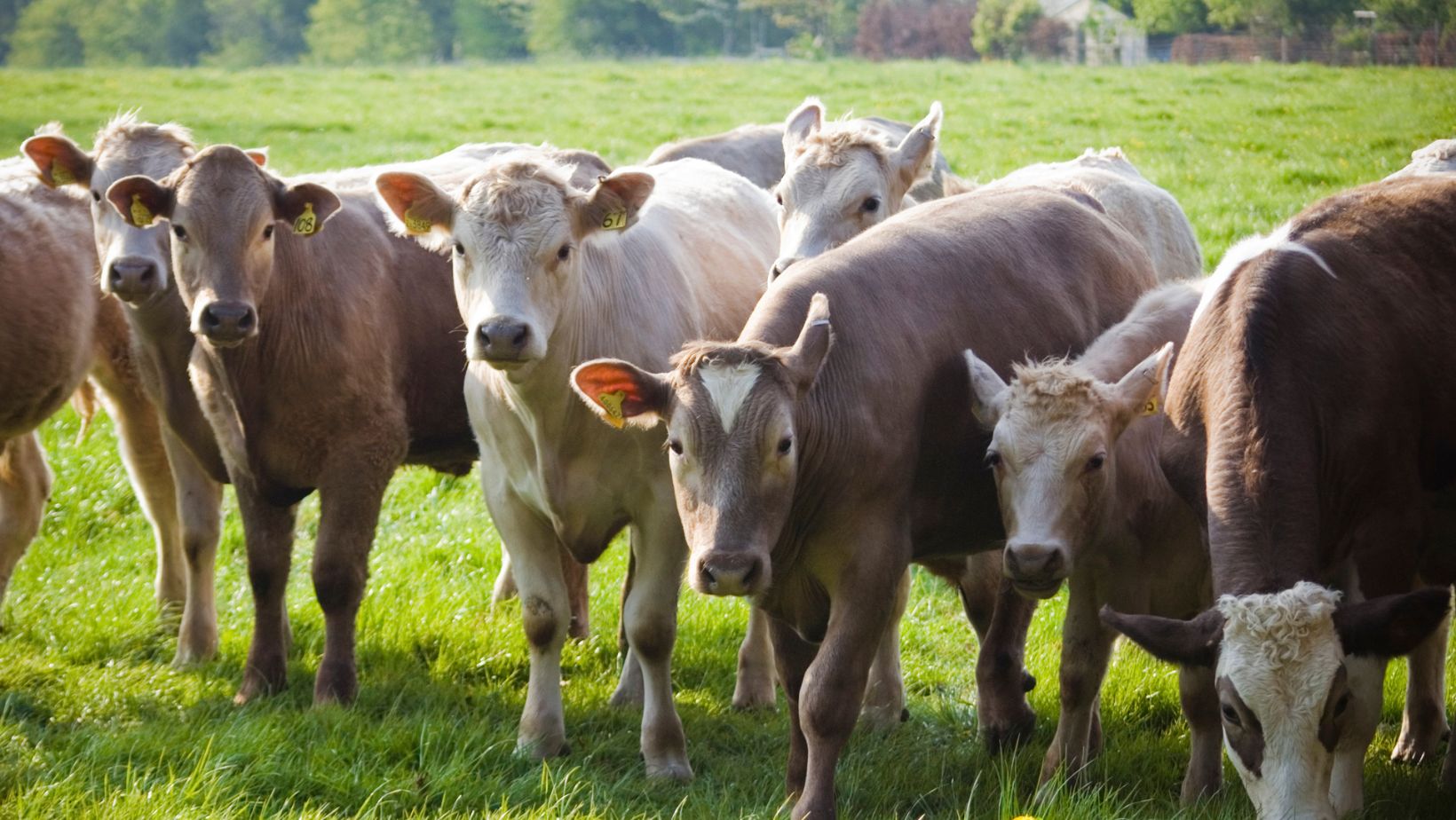Why Water Quality Matters for Livestock and their Waterers SPI Plastics
