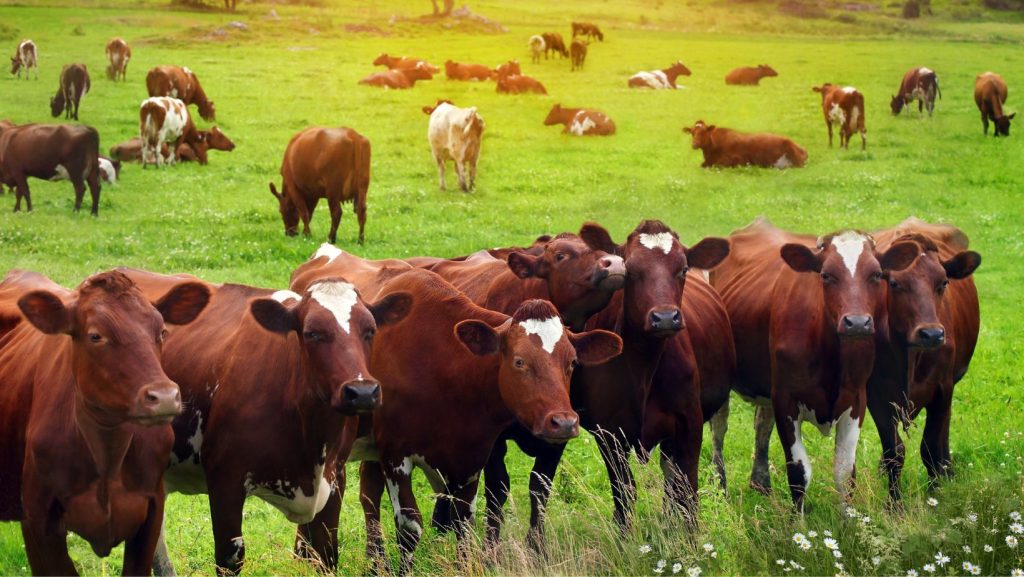 Livestock in a field