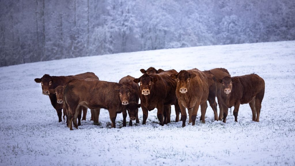 Livestock in winter