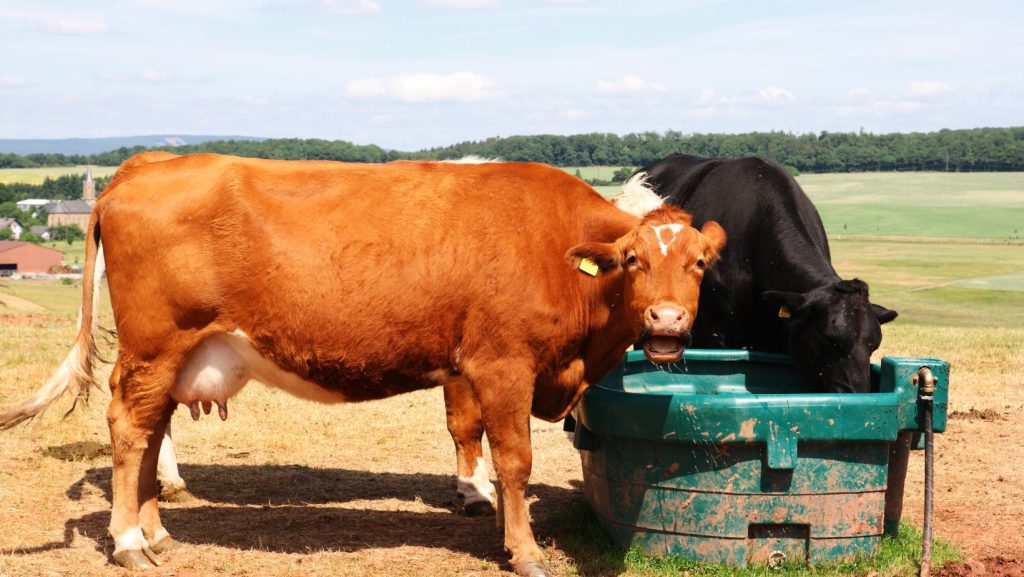 Livestock by a water trough at a farm