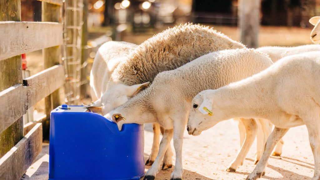 Electric livestock waterers with sheep drinking from them