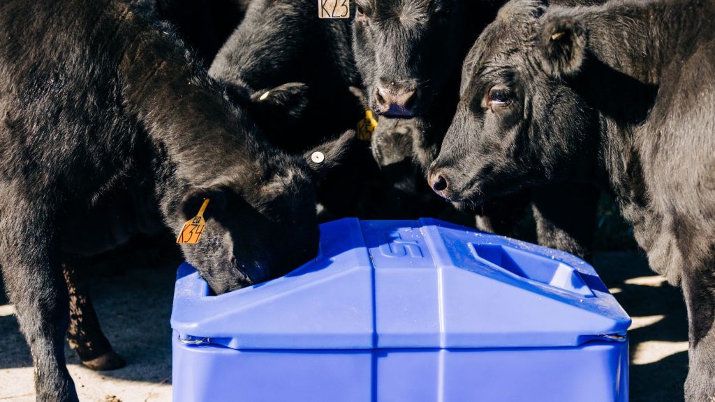 Livestock drinking 