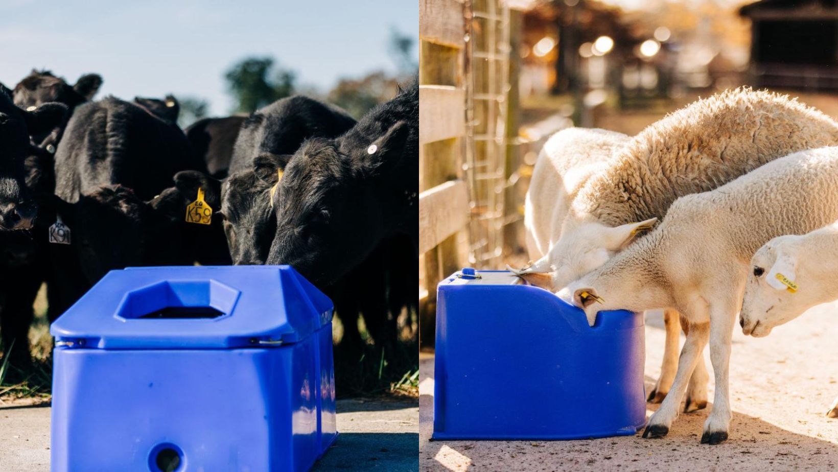 Split image: Left side shows black cattle gathered around a blue water trough on grass; right side features white sheep drinking from a similar trough by a fence.