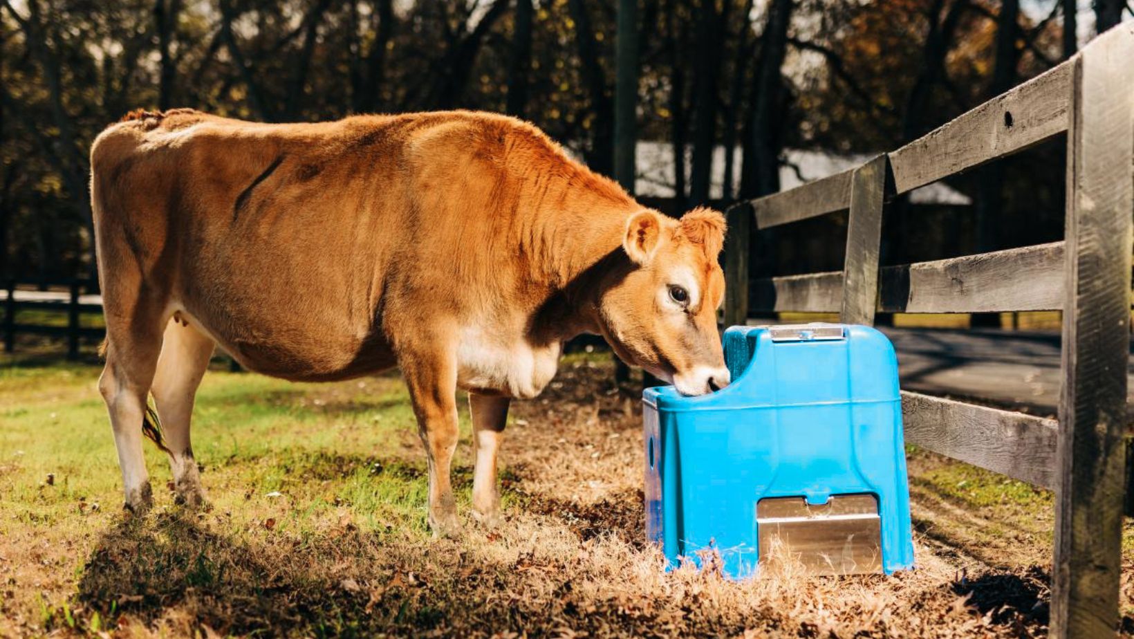 A brown cow drinks from a blue water trough near a wooden fence on a sunny day. The background has trees and grass, creating a serene rural scene.