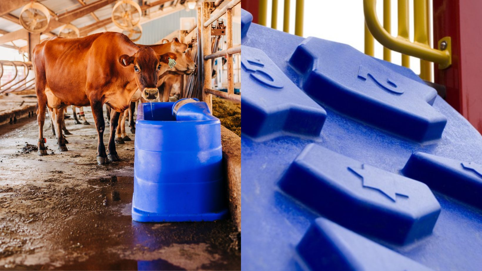 Image split: Left shows cows drinking from a blue feeder in a barn. Right displays close-up of a playground climbing wall with blue footholds.