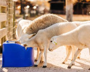 livestock-waterer1