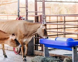 livestock-waterer2